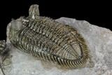 Tower-Eyed, Erbenochile Trilobite From Ou Driss - Top Quality! #130645-4